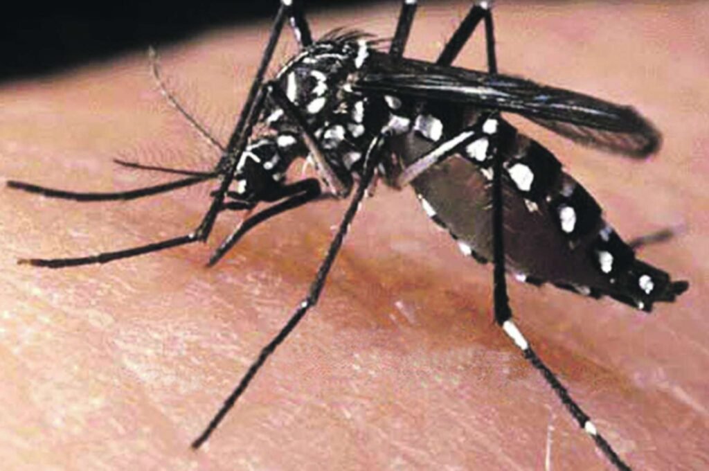 Secretaria de Saúde registra a morte de 11 pessoas por dengue, uma delas na cidade de Lucena
